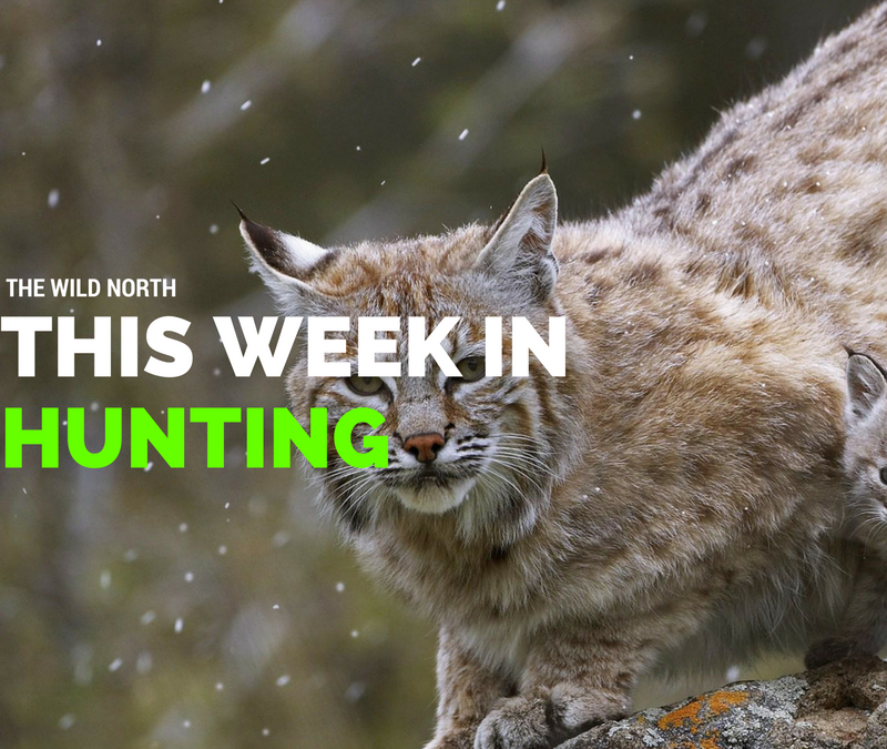 This Week in Hunting – Feb 5 2016
